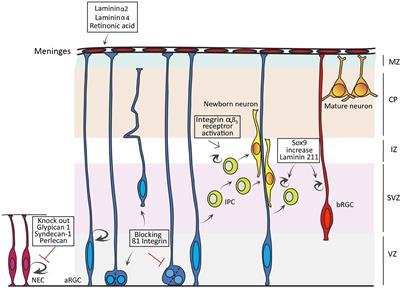 The Extracellular Matrix in the Evolution of Cortical Development and Folding